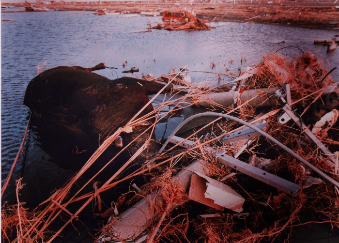 『ウェイストランド THE WASTELAND』 cattlecarcass_retouched