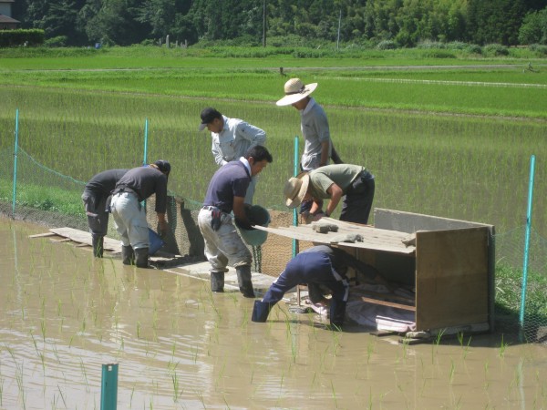 ogawa