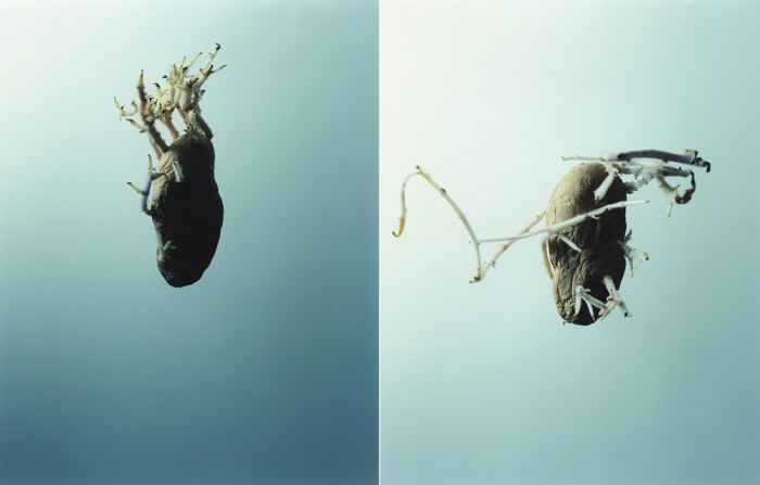 大野真人 写真展『写真のシャーレ』 oono