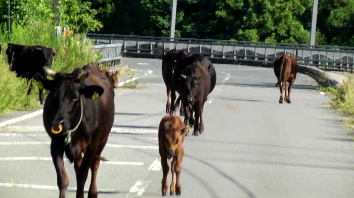ドキュメンタリー映画『zone 存在しなかった命』上映会 zone_cows