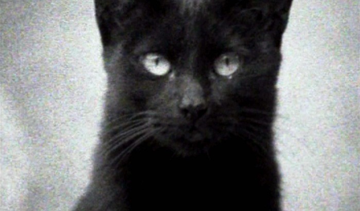 Gato dpi