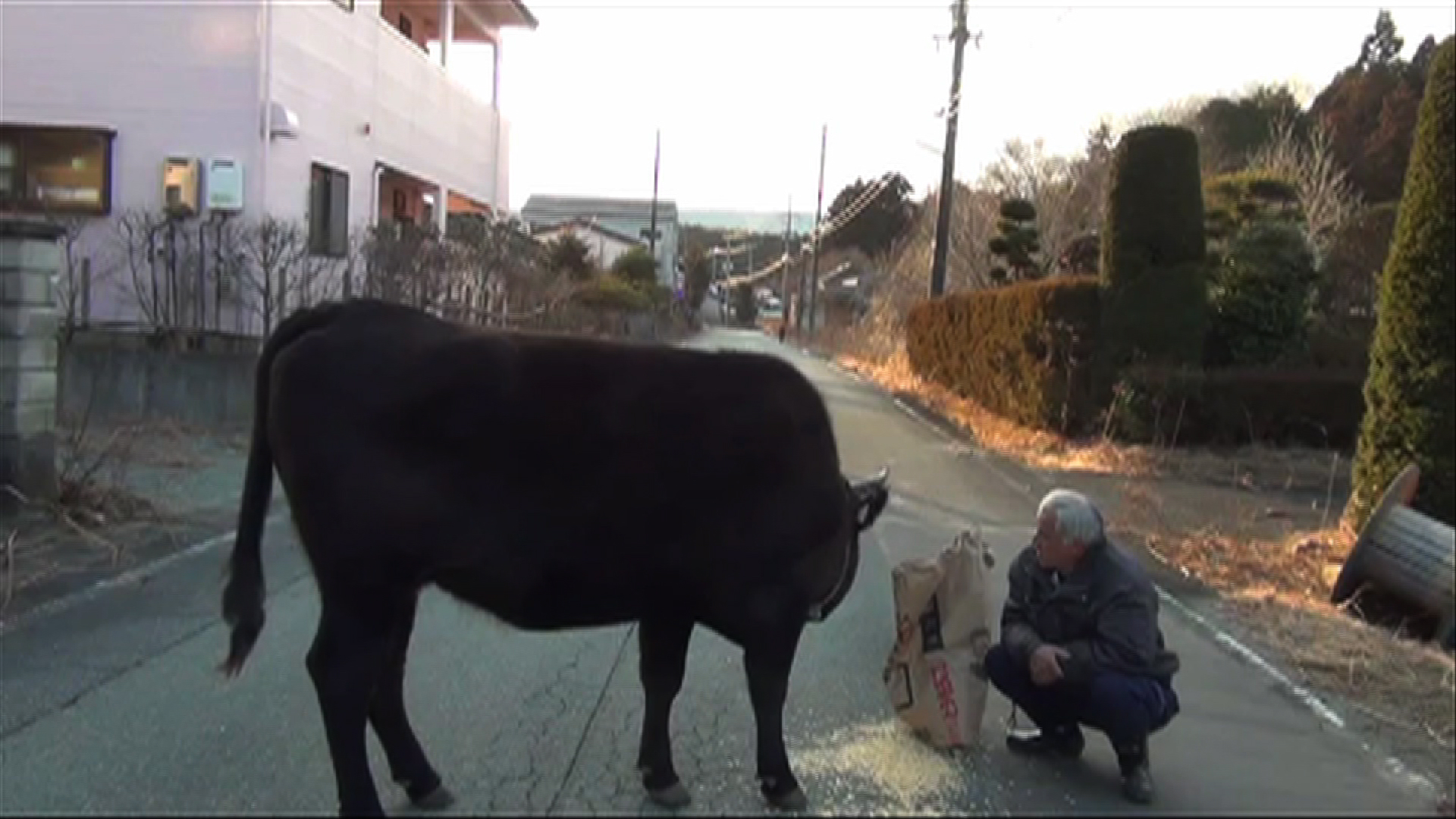 路上の牛にエサをやるナオト秋