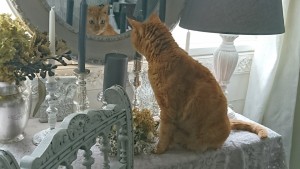 きっと猫になる。
