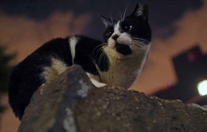 中村康伸|のらねこの写真展「よるねこ旅」 DSC07058 ne cat ul S 横浜市 神奈川区