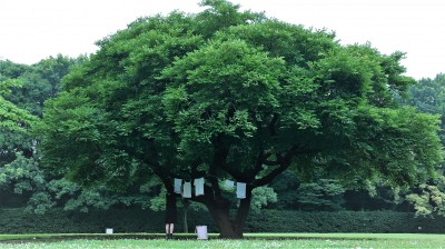 森優希「洗濯チェーホフ」イメージ画像